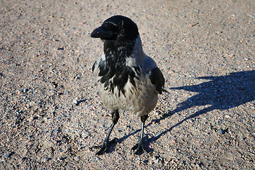 Image showing Hooded Crow, Corvus cornix