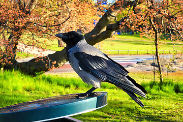 Image showing Urban Hooded Crow Searching Food