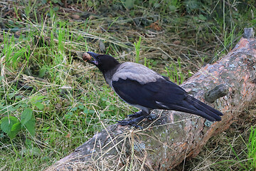 Image showing Young Crow Finds Pine Cone