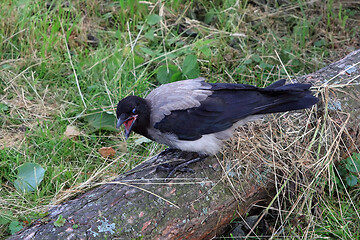 Image showing Young Crow Tossing Dry Grass