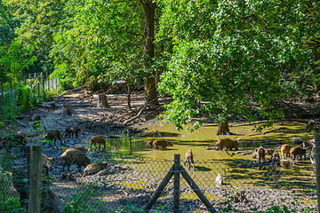 Image showing Feral pigs or wild boars in fenced-in area swamp