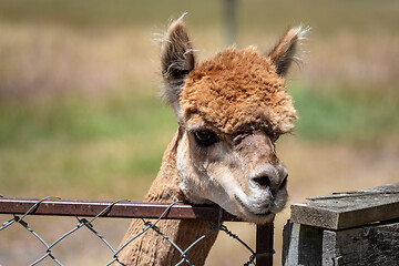 Image showing Alpaca animal in New Zealand