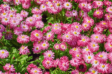 Image showing Bellis Perennis Flowers