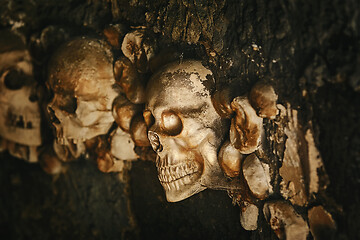 Image showing Skulls in the Wall