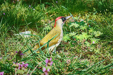 Image showing European Green Woodpecker