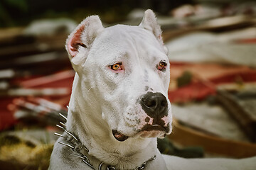 Image showing American Staffordshire Terrier