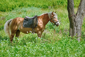 Image showing Chestnut Horse on Pasture