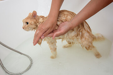 Image showing girl\'s hands wash the paws of a domestic cat in the bathroom