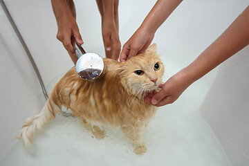 Image showing Children shower a domestic cat that sits in a large bathroom with shower water.