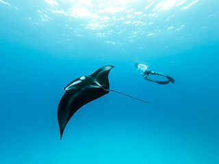 Image showing Underwater view of hovering Giant oceanic manta ray, Manta Birostris , and man free diving in blue ocean. Watching undersea world during adventure snorkeling tour on Maldives islands.