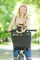 Image showing French bulldog dog enjoying riding in bycicle basket in city park