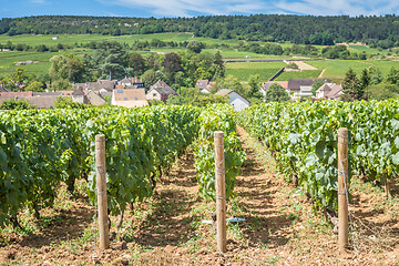 Image showing View of in the vineyard in Burgundy Bourgogne home of pinot noir and chardonnay in summer day with blue sky. Cote d\'Or