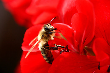 Image showing bee