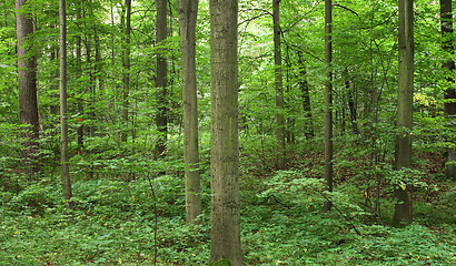 Image showing czech forest