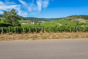 Image showing View of in the vineyard in Burgundy home of pinot noir and chardonnay in summer day with blue sky