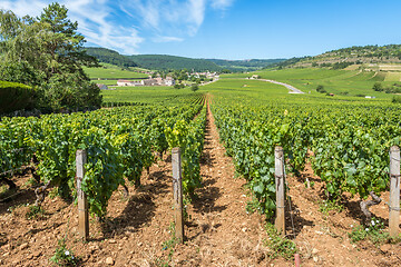 Image showing View of in the vineyard in Burgundy home of pinot noir and chardonnay in summer day with blue sky