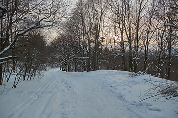 Image showing Winter forest path walk