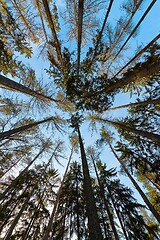 Image showing Tall pine trees