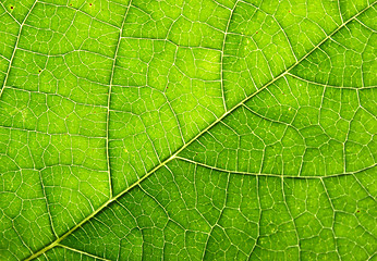 Image showing leaf background