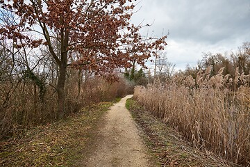 Image showing Walk in the autumn lakeside park