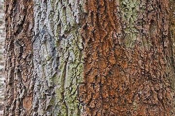 Image showing Tree trunk in a forest