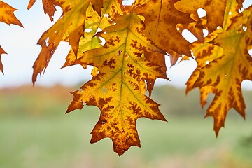 Image showing Autumn tree leaves