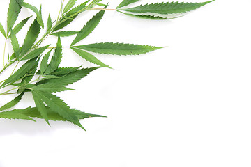 Image showing marijuana background