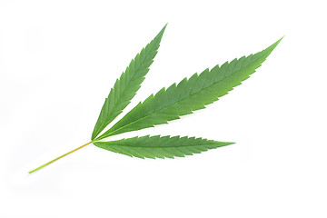 Image showing marijuana background