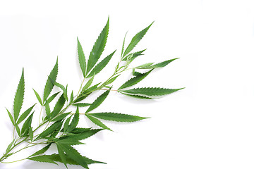 Image showing marijuana background