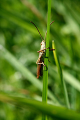 Image showing grasshopper