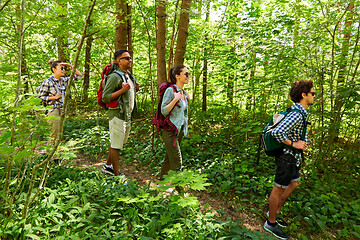 Image showing group of friends with backpacks hiking in forest