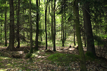 Image showing czech forest