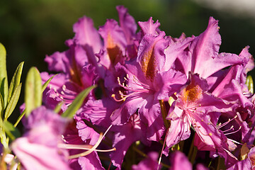 Image showing Pink rhododendron azalea blooms in spring garden