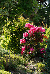 Image showing Pink rhododendron azalea blooms in spring garden