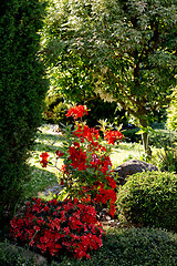 Image showing Red rhododendron azalea blooms in spring garden