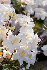 Image showing Flowering flower azalea, rhododendron in spring garden