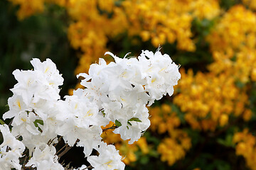 Image showing Flowering flower azalea, rhododendron in spring garden