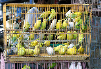 Image showing Parakeets in a cage selling for religious purpose