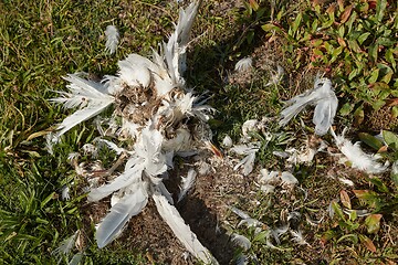 Image showing Dead bird body decomposing seagull