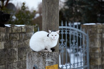 Image showing Cat in winter village