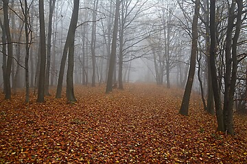 Image showing Bare autumn forest fog