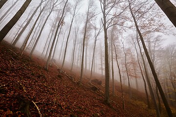 Image showing Autumn Forest Fog