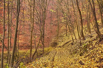 Image showing Autumn forest path between trees