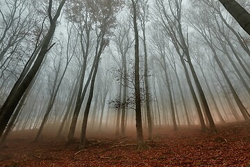 Image showing Autumn Forest Fog