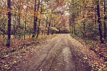 Image showing Autumn forest path