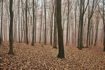 Image showing Bare autumn forest fog