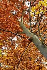 Image showing Autumn tree leaves