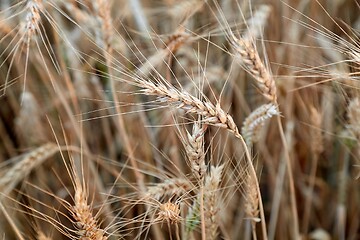 Image showing Wheat field detail