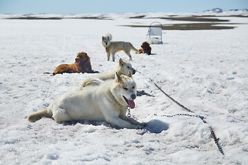 Image showing Dog sledge having a stop