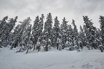 Image showing Winter Snowy Landscape, Mountains and Trees